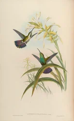 Lampornis veraguensis = Anthracothorax veraguensis
